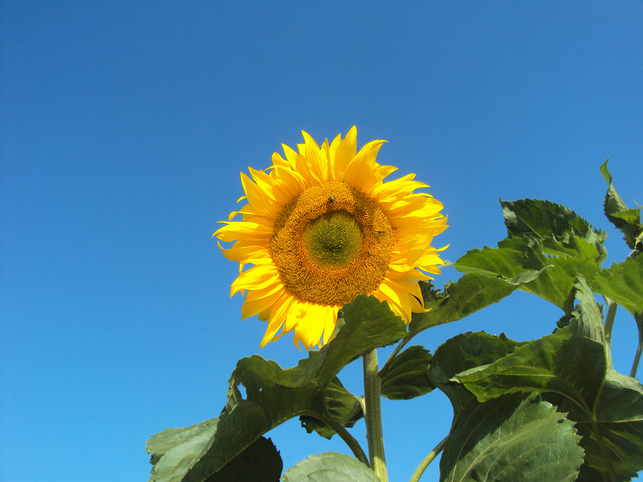 Bild Sonnenblume